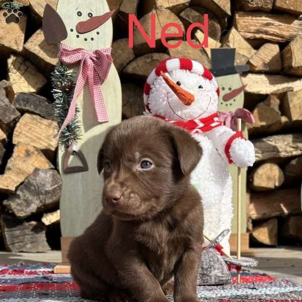 Ned, Chocolate Labrador Retriever Puppy